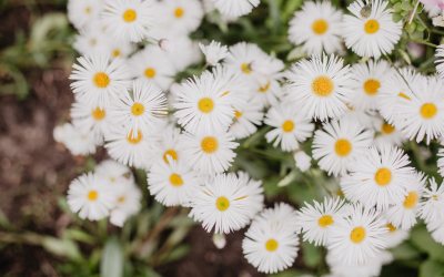 Wie pflegebedürftige Menschen im Garten aufblühen